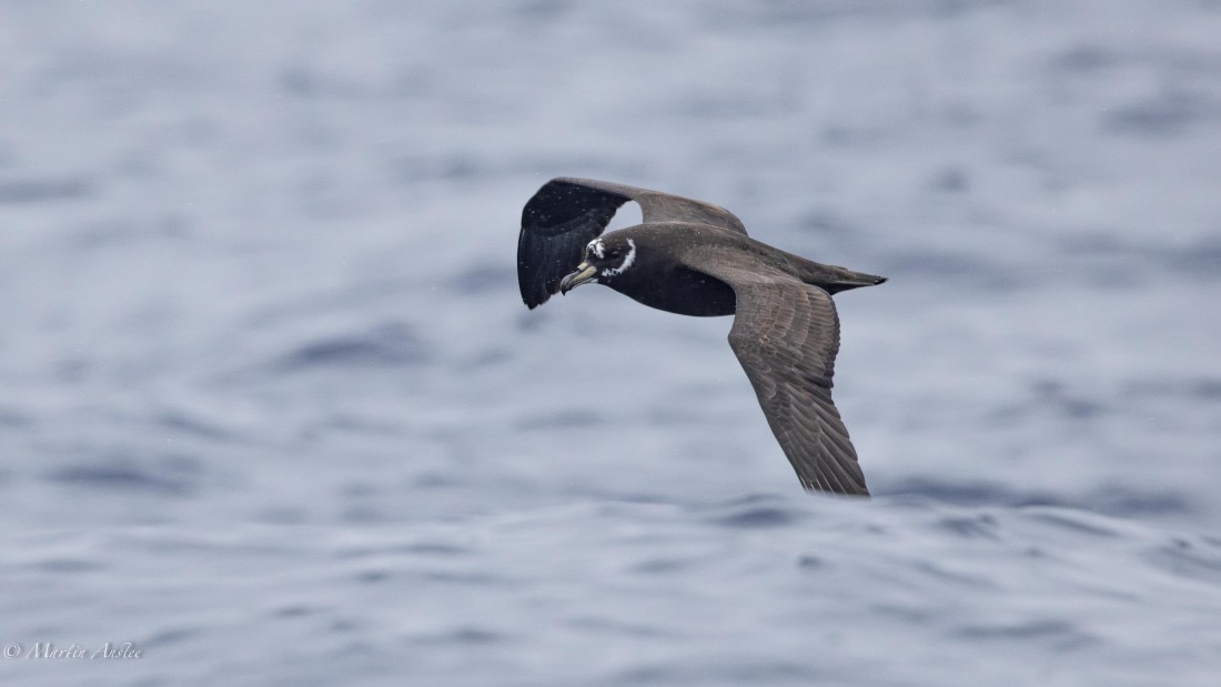 HDS31-25, Day 15, 088A9998-Enhanced-NR © Martin Anstee - Oceanwide Expeditions.jpg