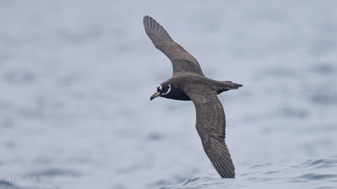 HDS31-25, Day 15, 088A9999-Enhanced-NR © Martin Anstee - Oceanwide Expeditions.jpg