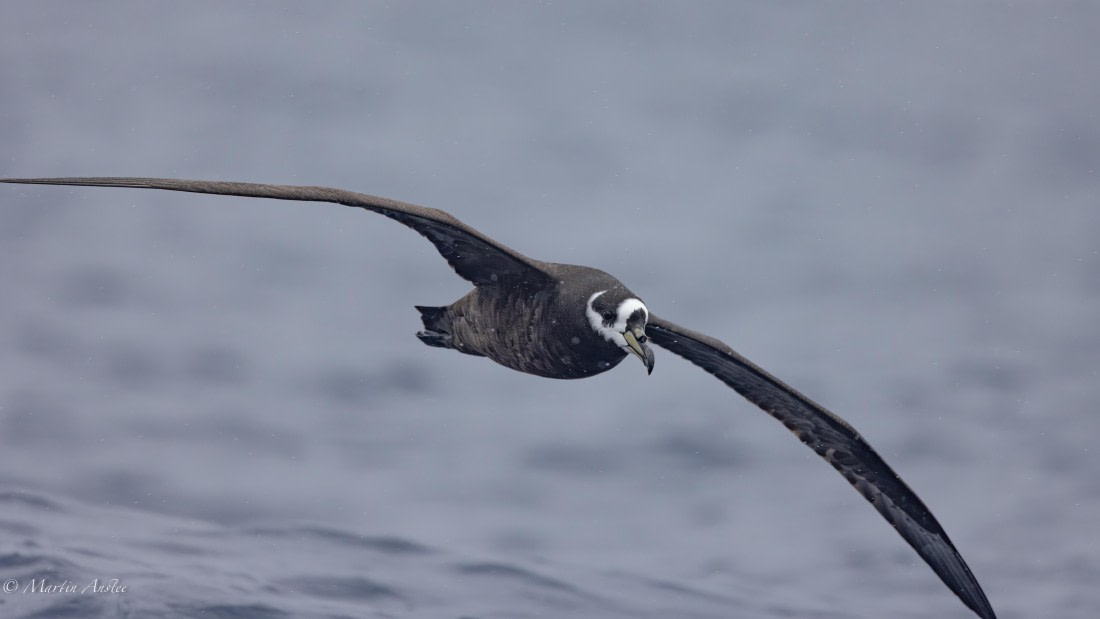 HDS31-25, Day 16, 088A0009-Enhanced-NR © Martin Anstee - Oceanwide Expeditions.jpg
