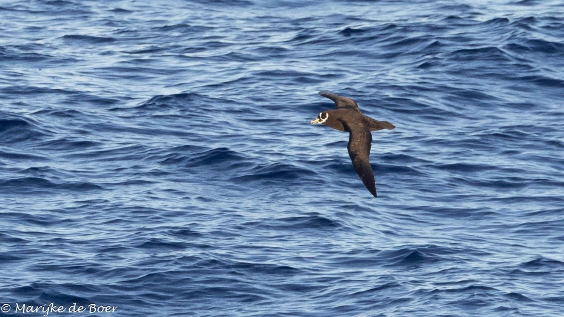 HDS31-25, Day 17, 20250408-398A7361 © Marijke de Boer - Oceanwide Expeditions.jpg