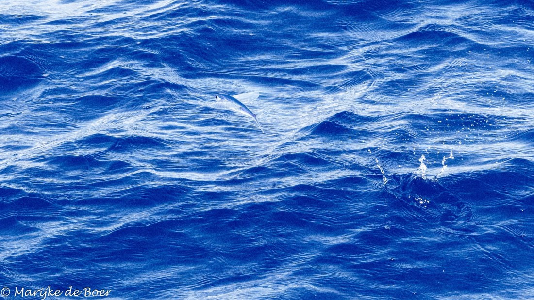 HDS31-25, Day 18, 20250409-398A7404 © Marijke de Boer - Oceanwide Expeditions.jpg