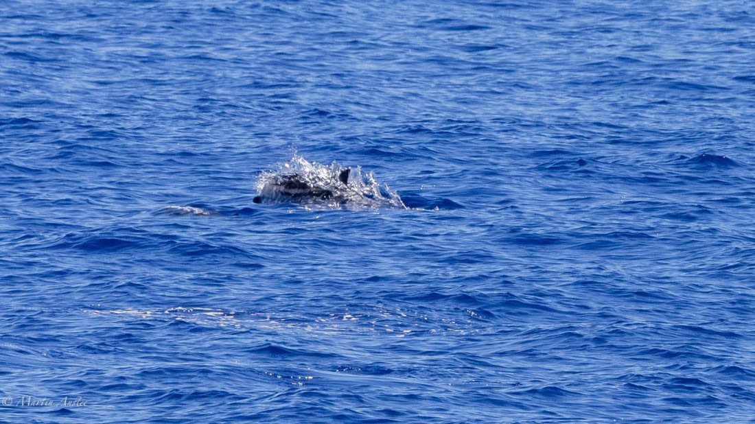 HDS31-25, Day 19, 088A0150 © Martin Anstee - Oceanwide Expeditions.jpg