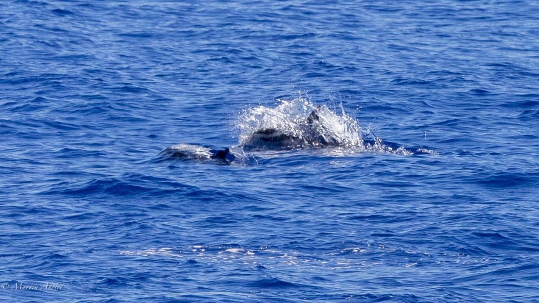 HDS31-25, Day 19, 088A0151 © Martin Anstee - Oceanwide Expeditions.jpg