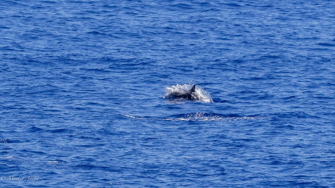 HDS31-25, Day 19, 088A0154 © Martin Anstee - Oceanwide Expeditions.jpg