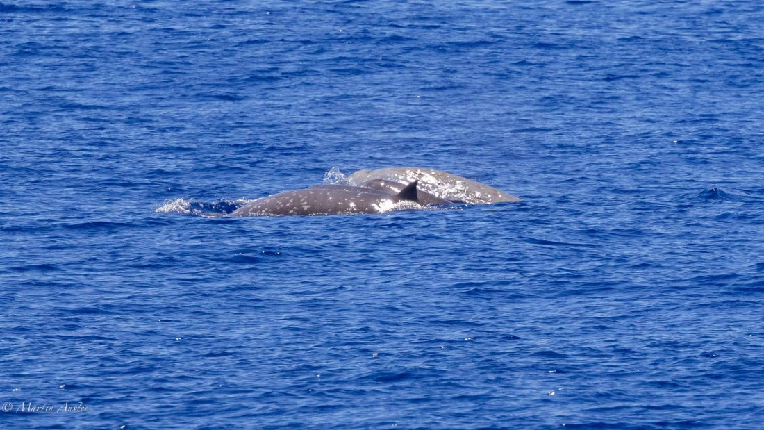 HDS31-25, Day 19, 088A0168 © Martin Anstee - Oceanwide Expeditions.jpg