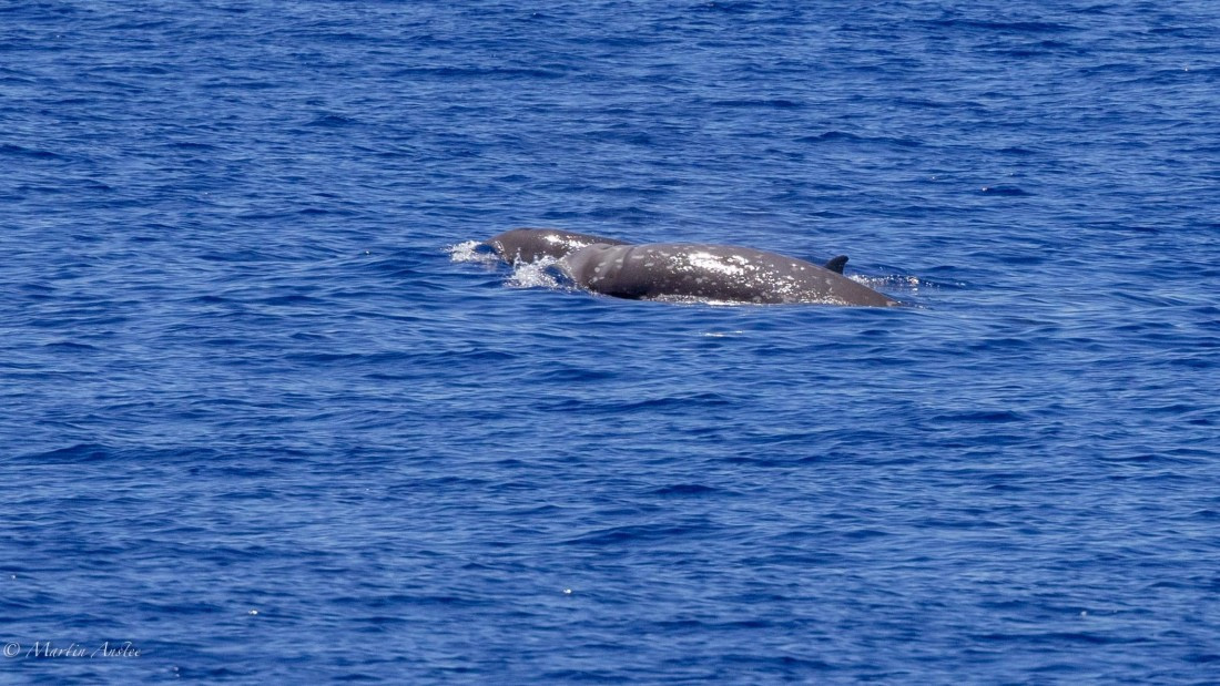 HDS31-25, Day 19, 088A0182 © Martin Anstee - Oceanwide Expeditions.jpg