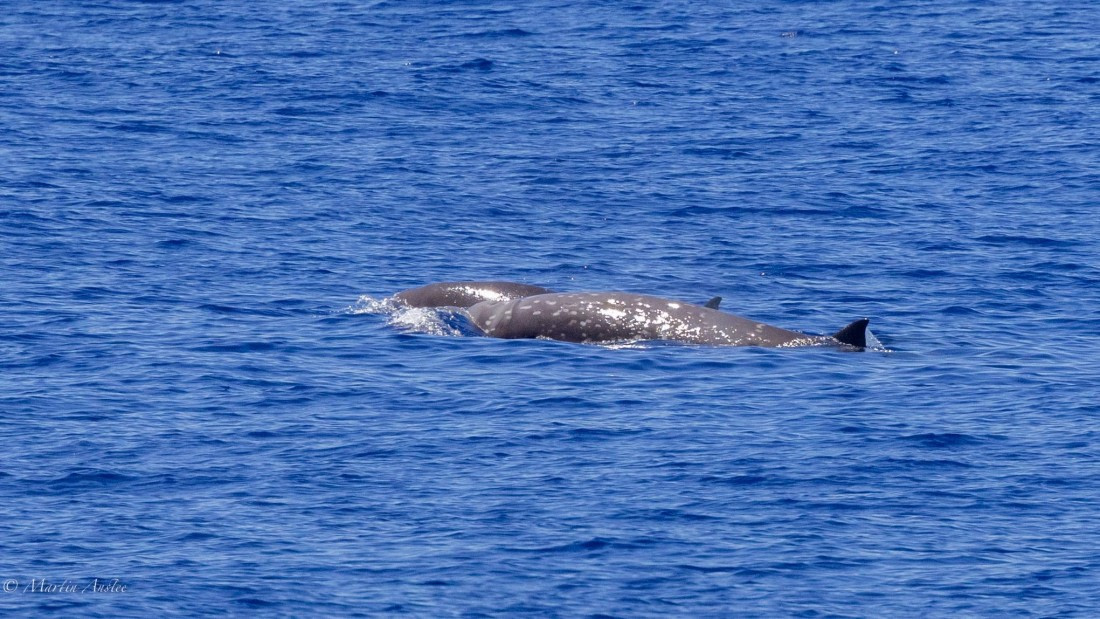 HDS31-25, Day 19, 088A0183 © Martin Anstee - Oceanwide Expeditions.jpg