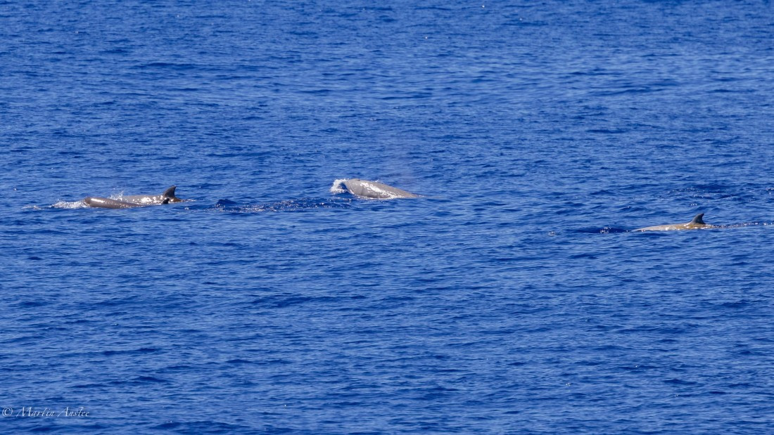 HDS31-25, Day 19, 088A0188 © Martin Anstee - Oceanwide Expeditions.jpg