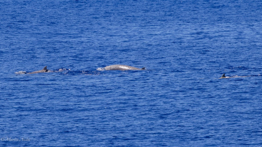 HDS31-25, Day 19, 088A0191 © Martin Anstee - Oceanwide Expeditions.jpg