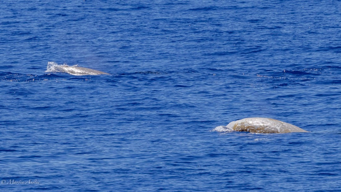 HDS31-25, Day 19, 088A0198 © Martin Anstee - Oceanwide Expeditions.jpg