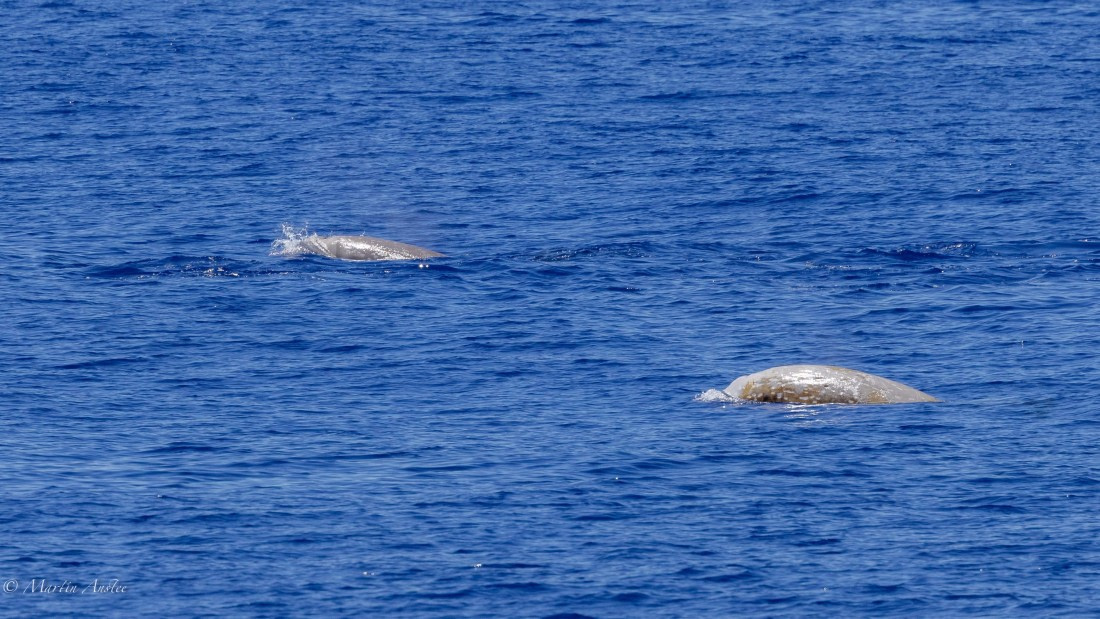 HDS31-25, Day 19, 088A0199 © Martin Anstee - Oceanwide Expeditions.jpg