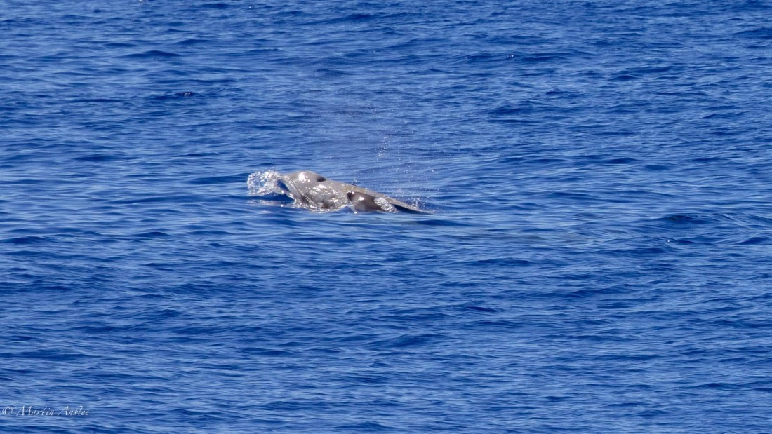 HDS31-25, Day 19, 088A0202 © Martin Anstee - Oceanwide Expeditions.jpg