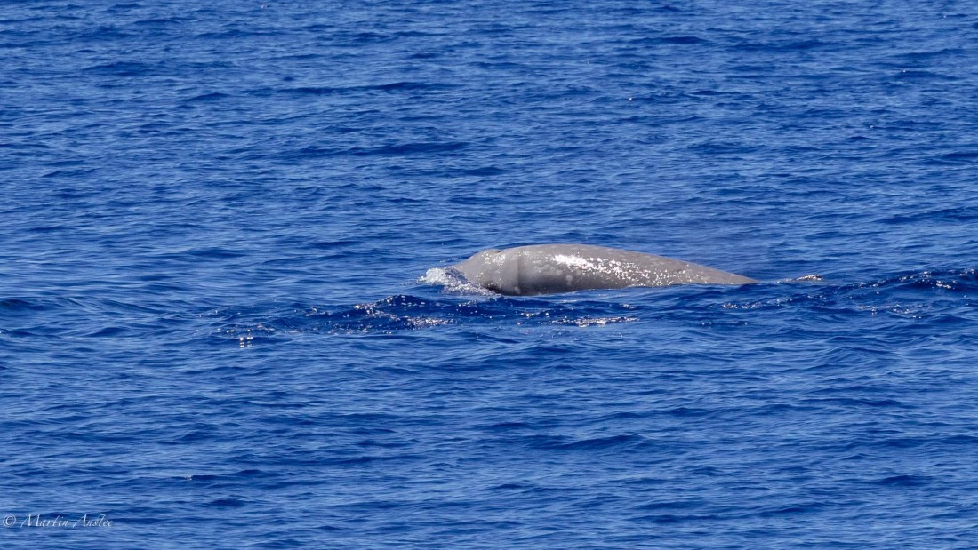 HDS31-25, Day 19, 088A0202-2 © Martin Anstee - Oceanwide Expeditions.jpg