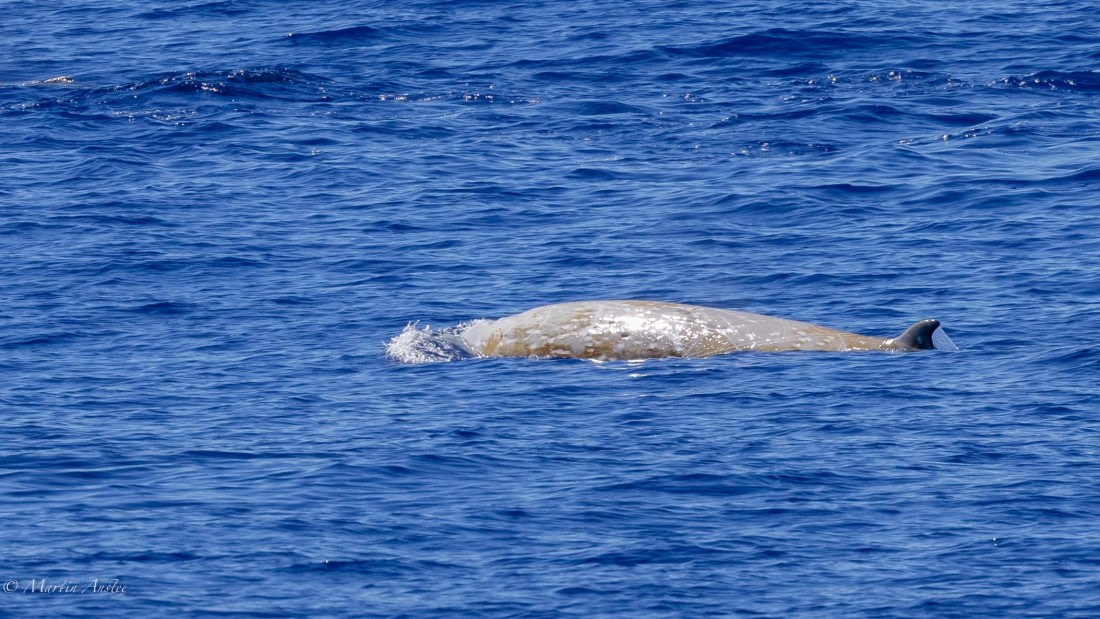 HDS31-25, Day 19, 088A0202-3 © Martin Anstee - Oceanwide Expeditions.jpg