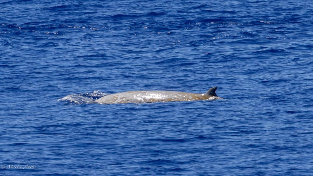 HDS31-25, Day 19, 088A0204 © Martin Anstee - Oceanwide Expeditions.jpg
