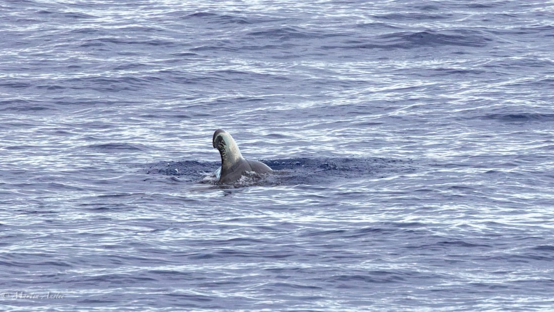 HDS31-25, Day 19, 088A9935-Enhanced-NR © Martin Anstee - Oceanwide Expeditions.jpg