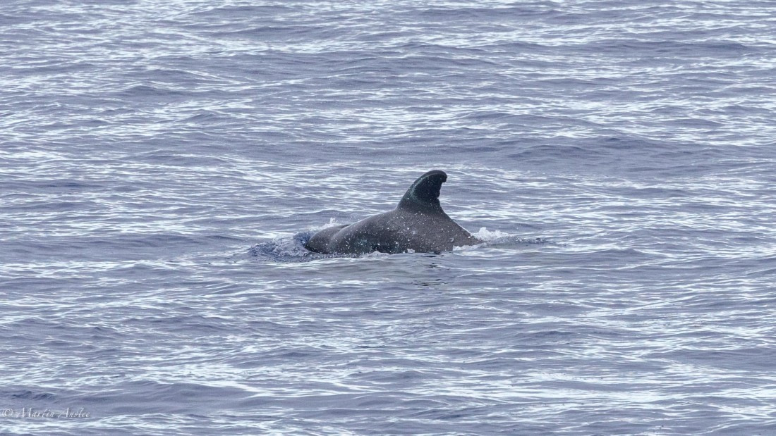 HDS31-25, Day 19, 088A9942 © Martin Anstee - Oceanwide Expeditions.jpg