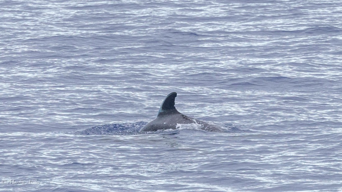 HDS31-25, Day 19, 088A9944 © Martin Anstee - Oceanwide Expeditions.jpg