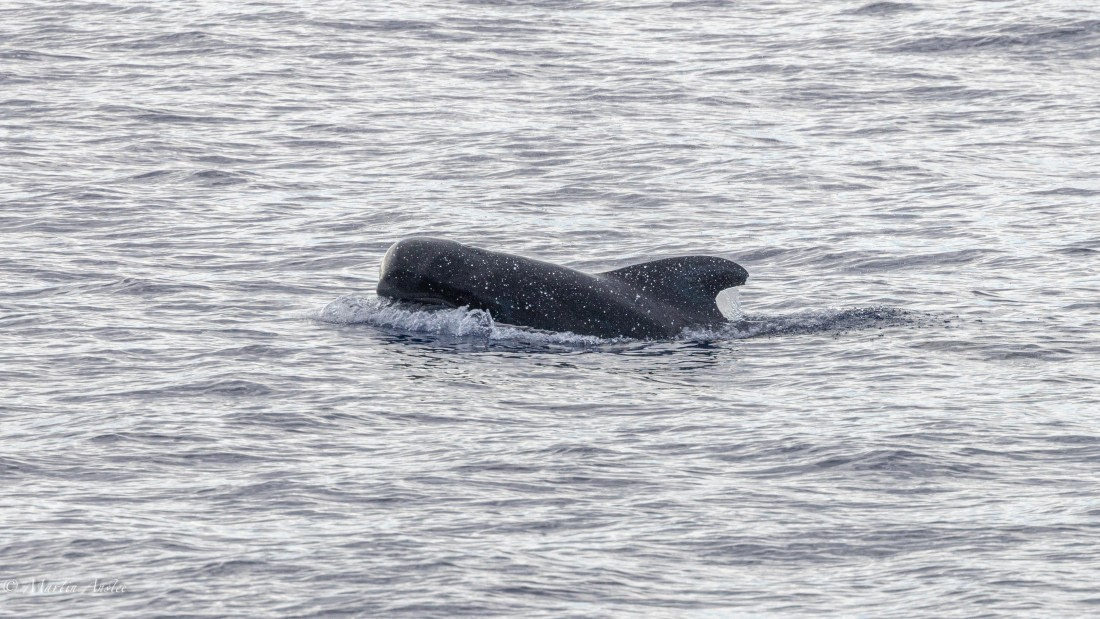 HDS31-25, Day 19, 088A9983 © Martin Anstee - Oceanwide Expeditions.jpg