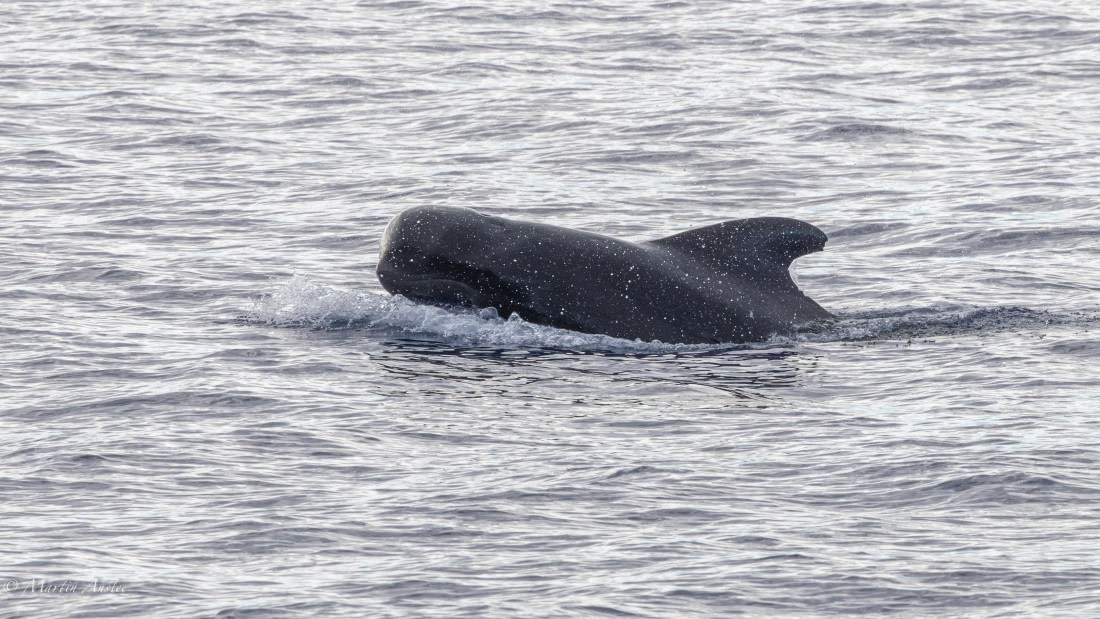HDS31-25, Day 19, 088A9984-Enhanced-NR © Martin Anstee - Oceanwide Expeditions.jpg