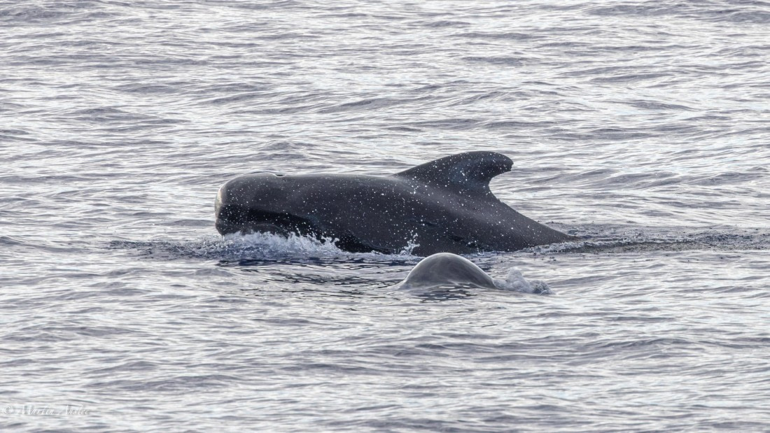 HDS31-25, Day 19, 088A9986-Enhanced-NR © Martin Anstee - Oceanwide Expeditions.jpg