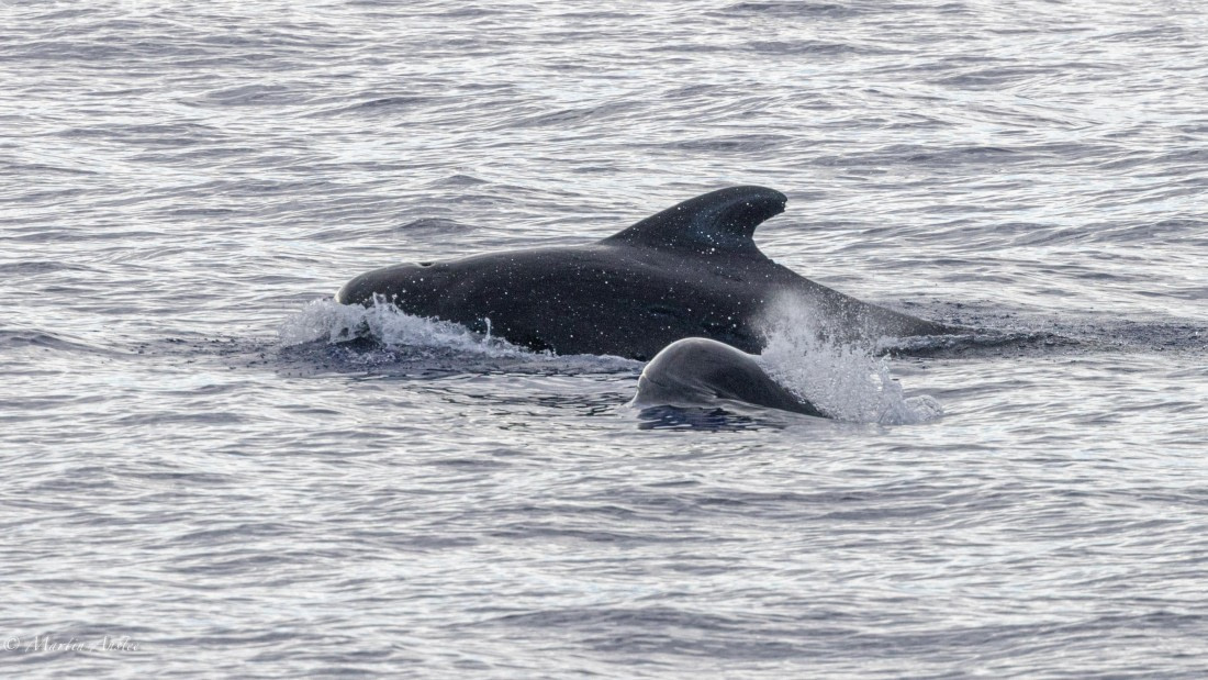 HDS31-25, Day 19, 088A9987 © Martin Anstee - Oceanwide Expeditions.jpg