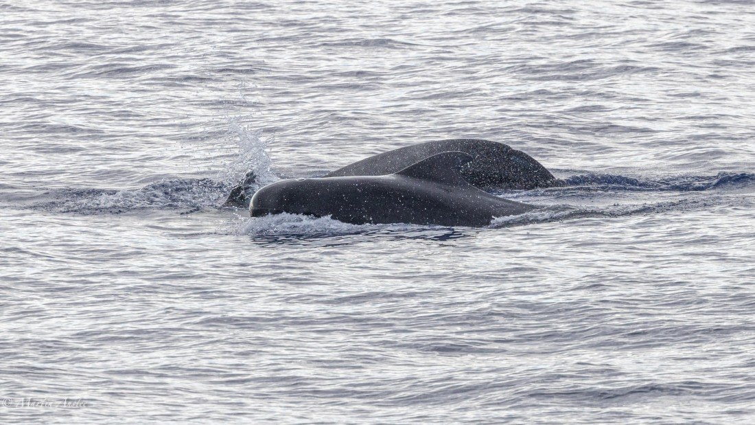 HDS31-25, Day 19, 088A9988 © Martin Anstee - Oceanwide Expeditions.jpg