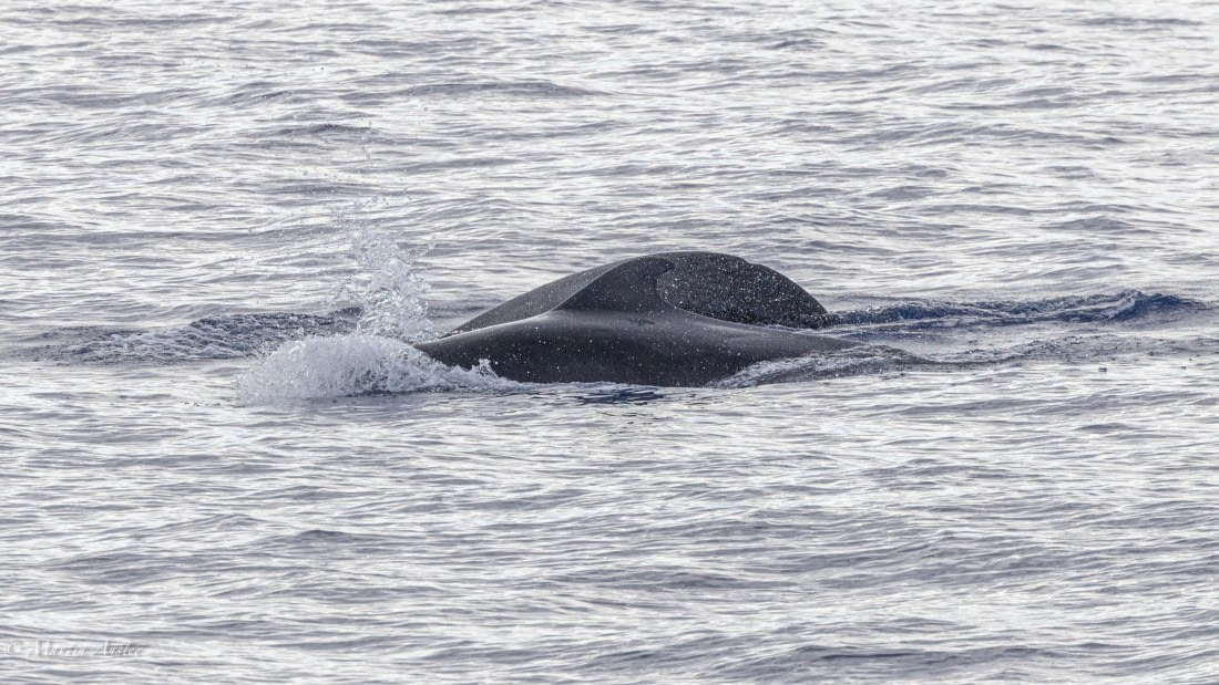 HDS31-25, Day 19, 088A9989 © Martin Anstee - Oceanwide Expeditions.jpg