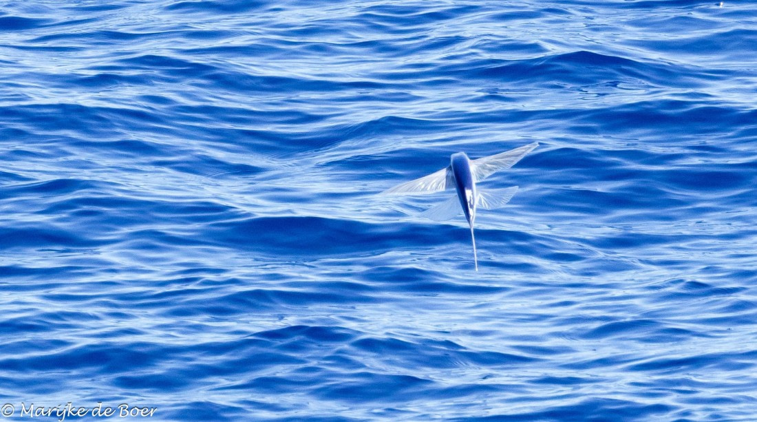 HDS31-25, Day 19, 20250410-398A7561 © Marijke de Boer - Oceanwide Expeditions.jpg