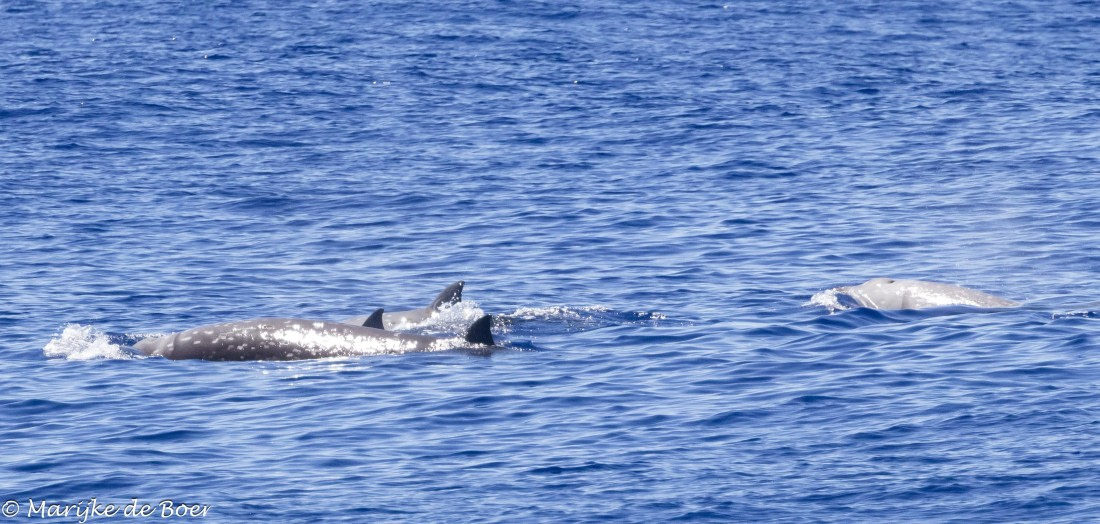 HDS31-25, Day 19, Cuviers beaked whale_20250410-398A7601 © Marijke de Boer - Oceanwide Expeditions.jpg