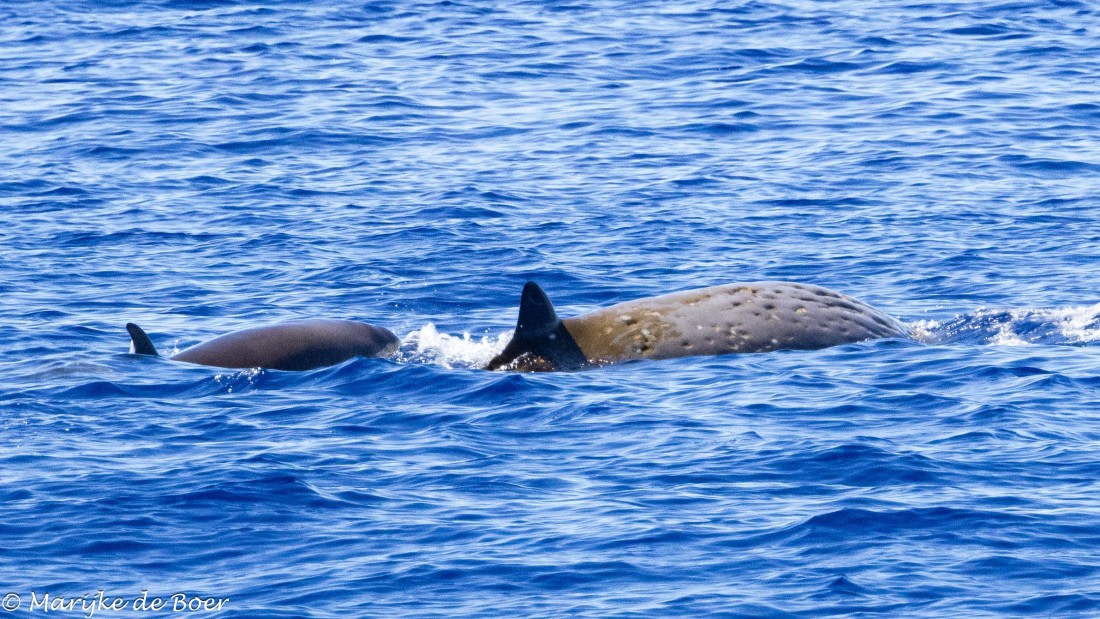 HDS31-25, Day 19, Cuviers beaked whale_20250410-398A7687 © Marijke de Boer - Oceanwide Expeditions.jpg