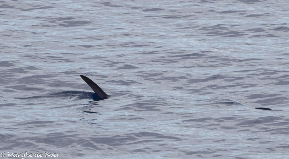 HDS31-25, Day 19, Shark probaby hammerhead_20250410-398A7761 © Marijke de Boer - Oceanwide Expeditions.jpg