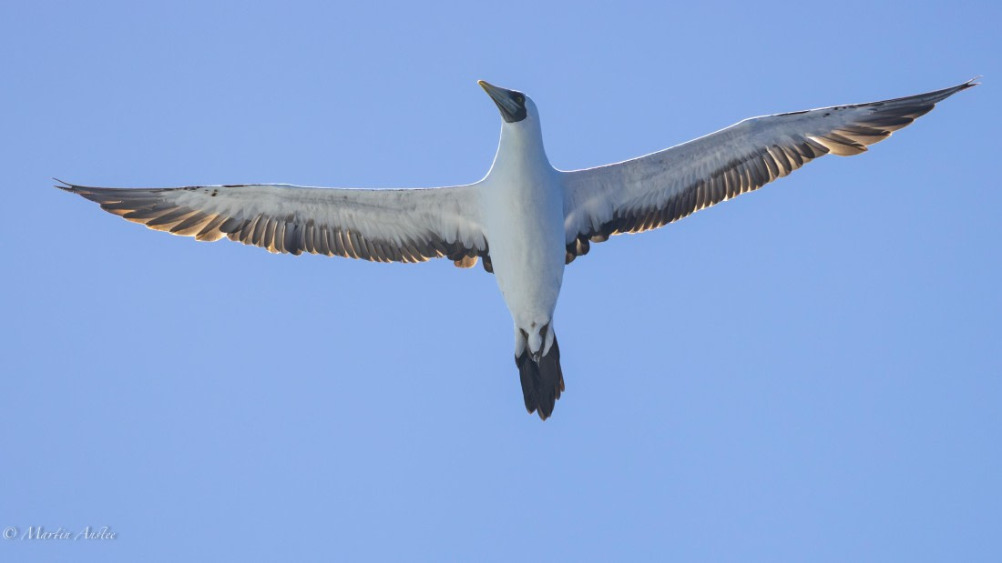 HDS31-25, Day 21, 088A0076-Enhanced-NR © Martin Anstee - Oceanwide Expeditions.jpg