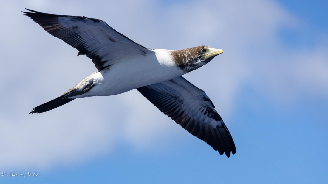 HDS31-25, Day 21, 088A0098 © Martin Anstee - Oceanwide Expeditions.jpg