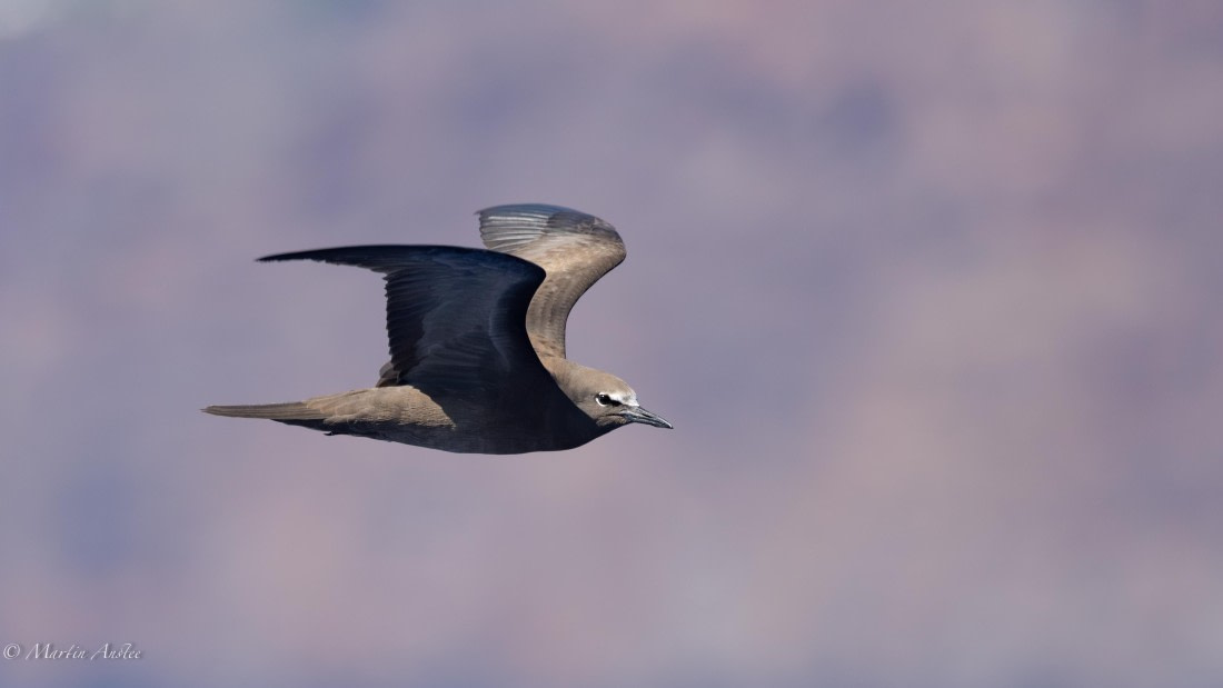 HDS31-25, Day 21, 088A0114-Enhanced-NR © Martin Anstee - Oceanwide Expeditions.jpg