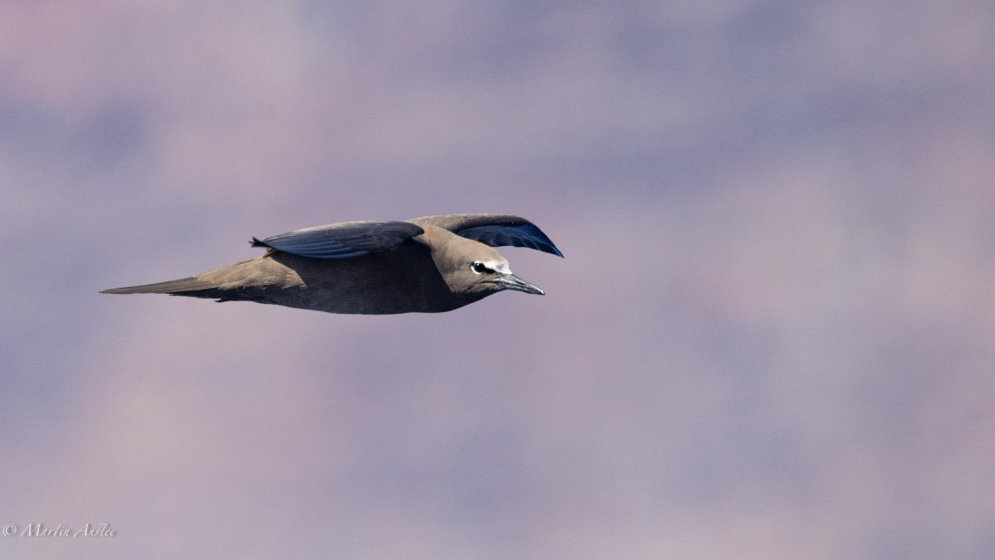 HDS31-25, Day 21, 088A0115 © Martin Anstee - Oceanwide Expeditions.jpg
