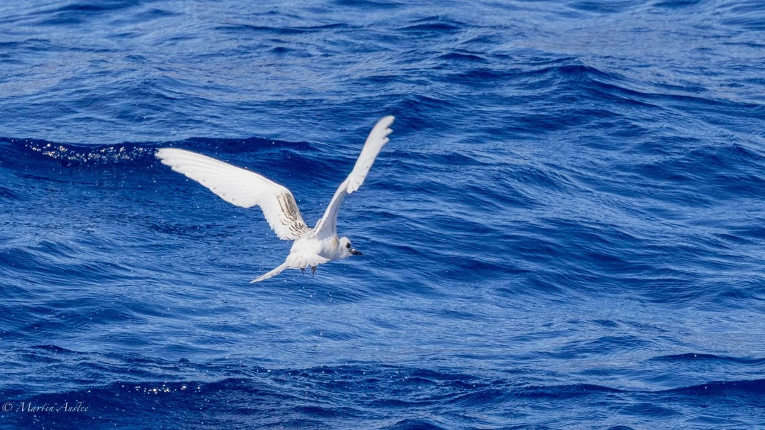 HDS31-25, Day 21, 088A9938 © Martin Anstee - Oceanwide Expeditions.jpg