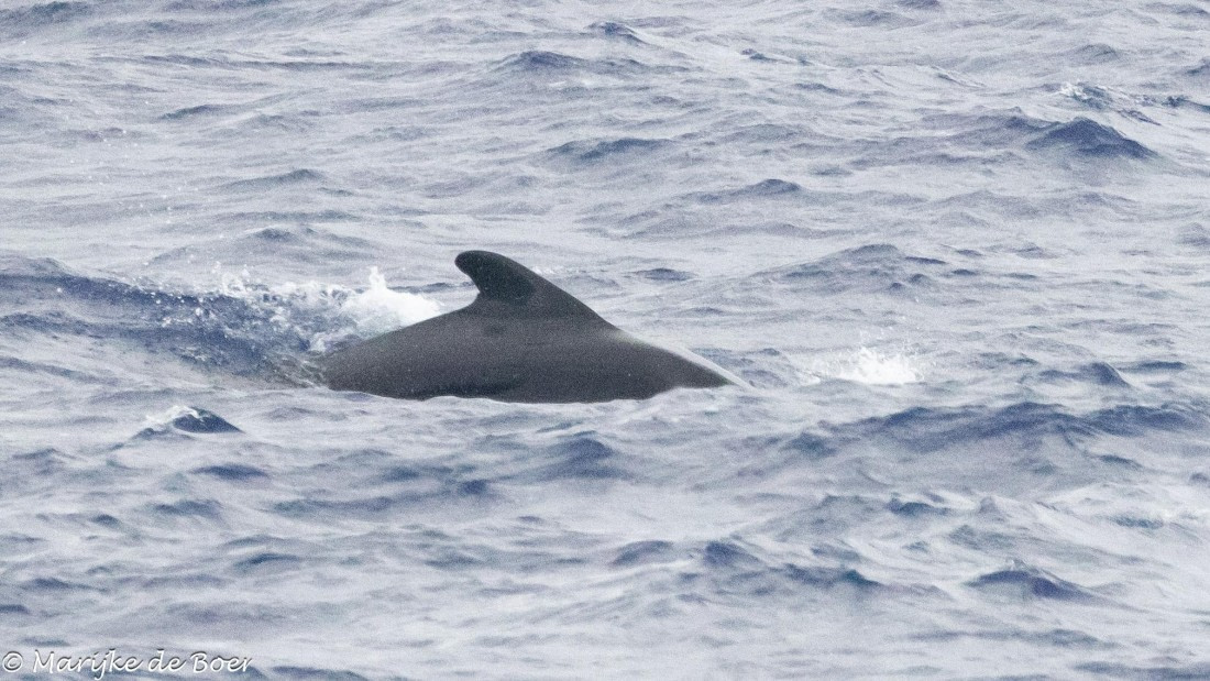 HDS31-25, Day 21, 20250412-398A7840 © Marijke de Boer - Oceanwide Expeditions.jpg