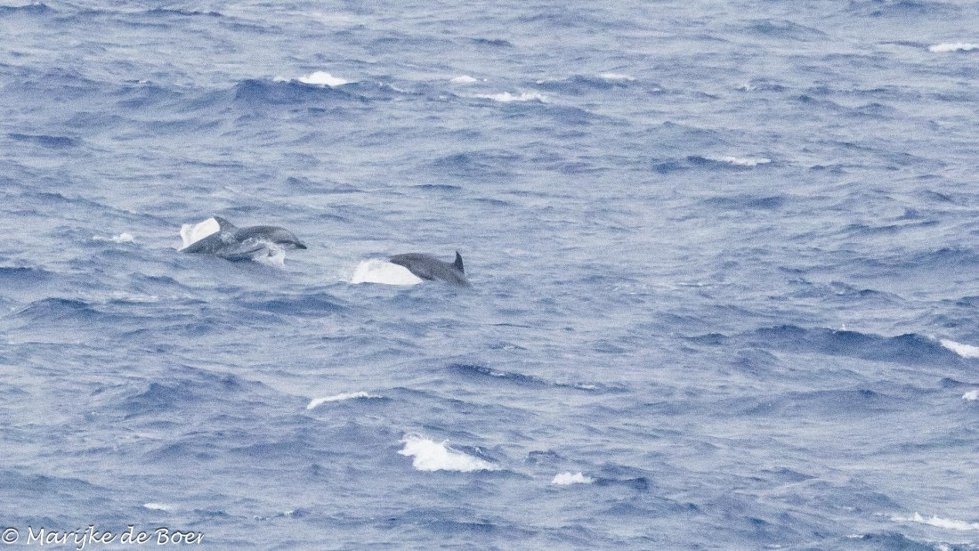 HDS31-25, Day 21, 20250412-398A7885 © Marijke de Boer - Oceanwide Expeditions.jpg
