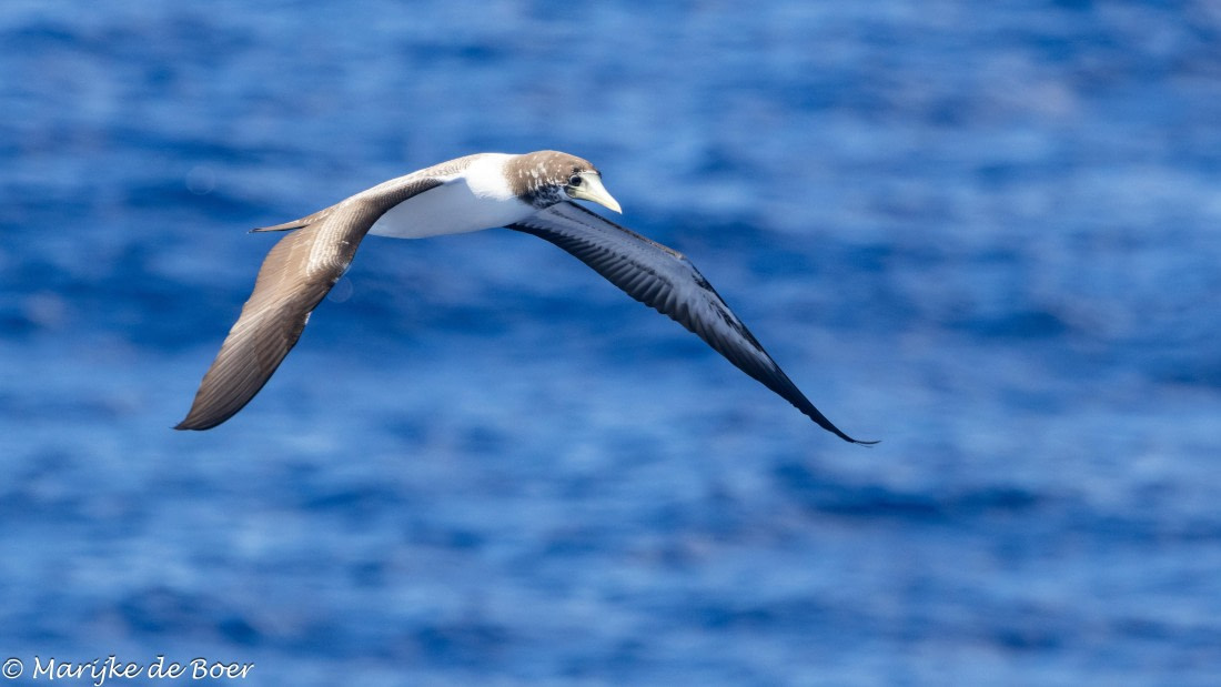 HDS31-25, Day 21, 20250412-398A7953 © Marijke de Boer - Oceanwide Expeditions.jpg