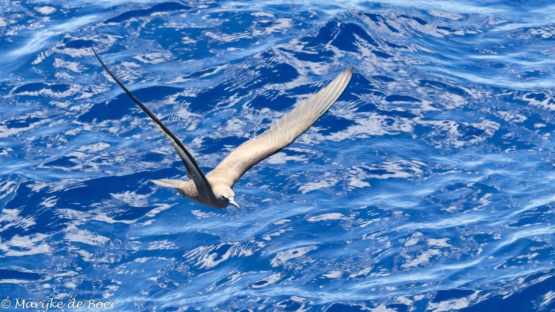 HDS31-25, Day 21, 20250412-398A7964 © Marijke de Boer - Oceanwide Expeditions.jpg