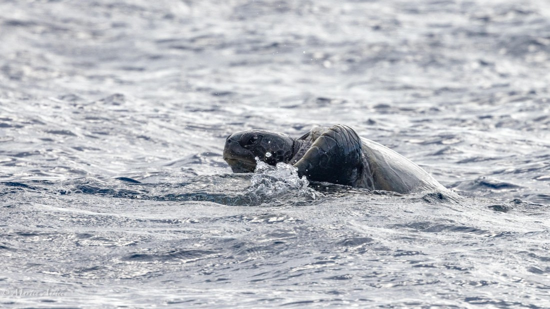 HDS31-25, Day 23, 088A0053 © Martin Anstee - Oceanwide Expeditions.jpg