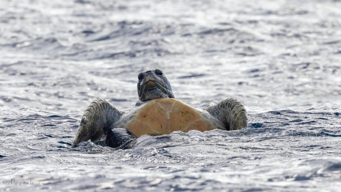 HDS31-25, Day 23, 088A0055-Enhanced-NR © Martin Anstee - Oceanwide Expeditions.jpg