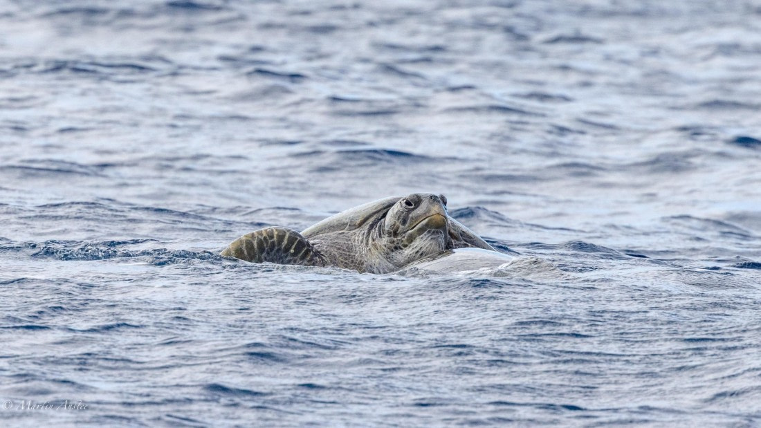 HDS31-25, Day 23, 088A0101 © Martin Anstee - Oceanwide Expeditions.jpg