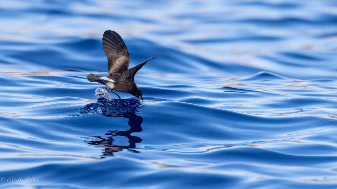 HDS31-25, Day 23, 088A0177-Enhanced-NR © Martin Anstee - Oceanwide Expeditions.jpg