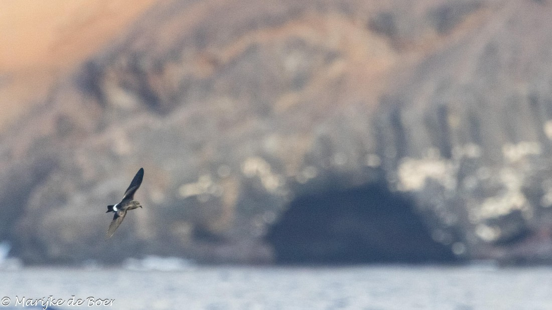 HDS31-25, Day 23, 20250414-398A8336 © Marijke de Boer - Oceanwide Expeditions.jpg