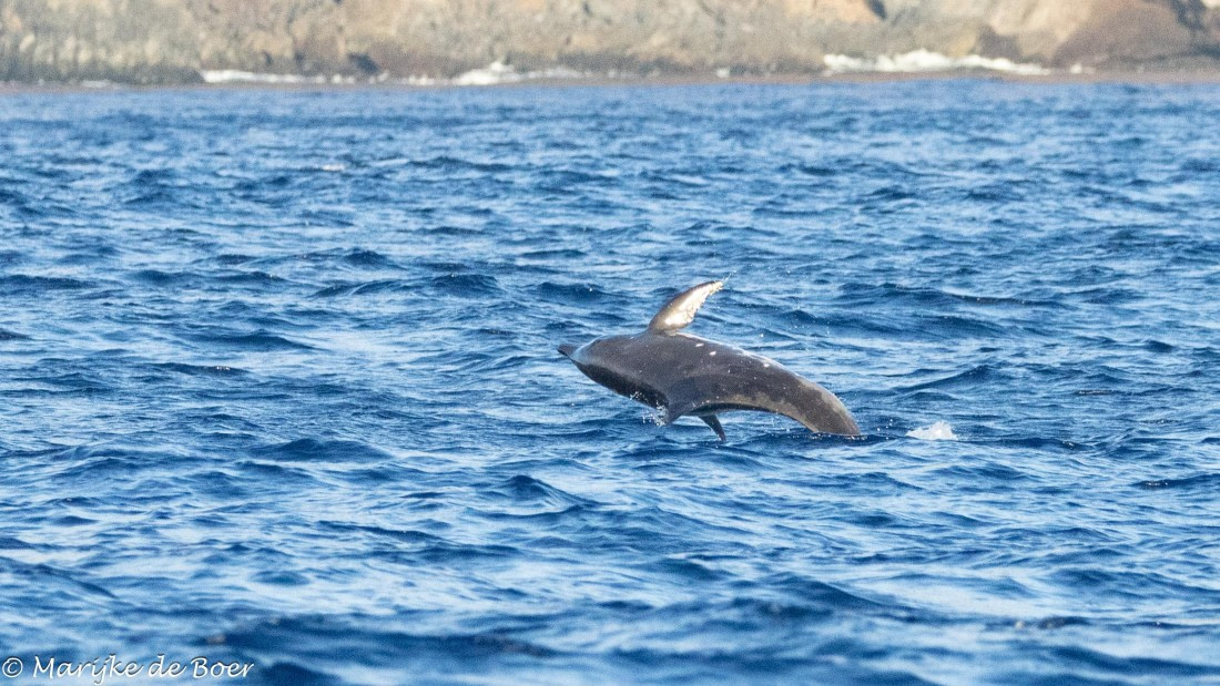 HDS31-25, Day 23, 20250414-398A8396 © Marijke de Boer - Oceanwide Expeditions.jpg