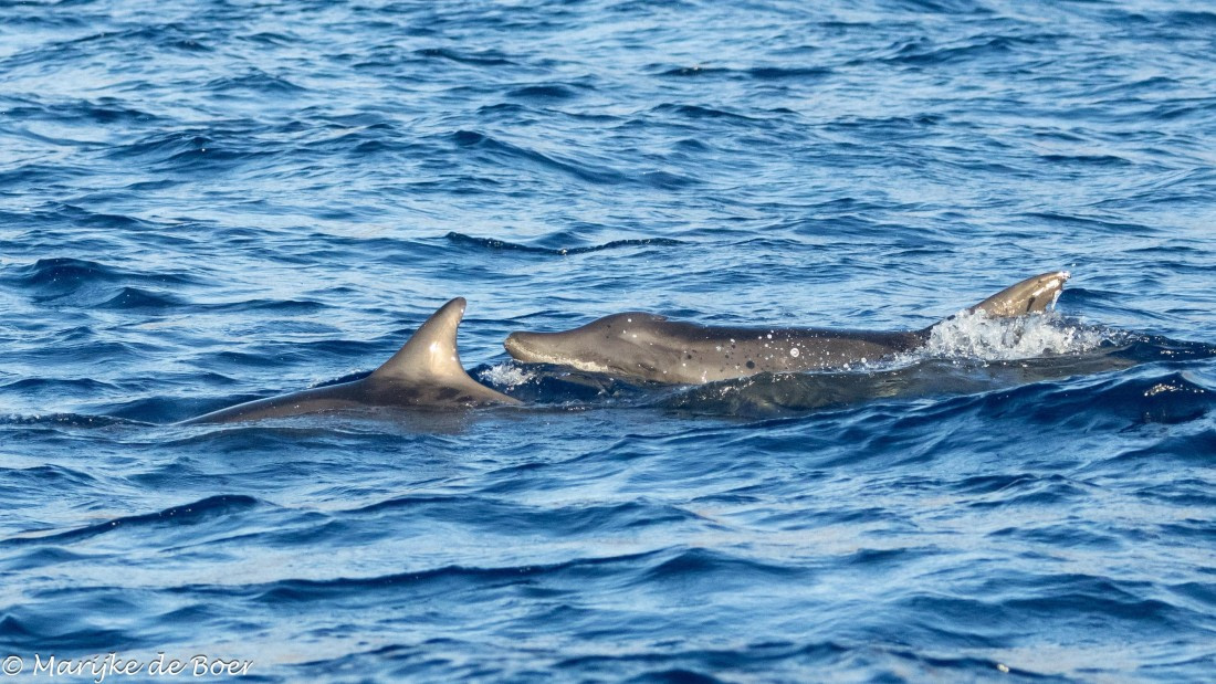 HDS31-25, Day 23, 20250414-398A8407 © Marijke de Boer - Oceanwide Expeditions.jpg