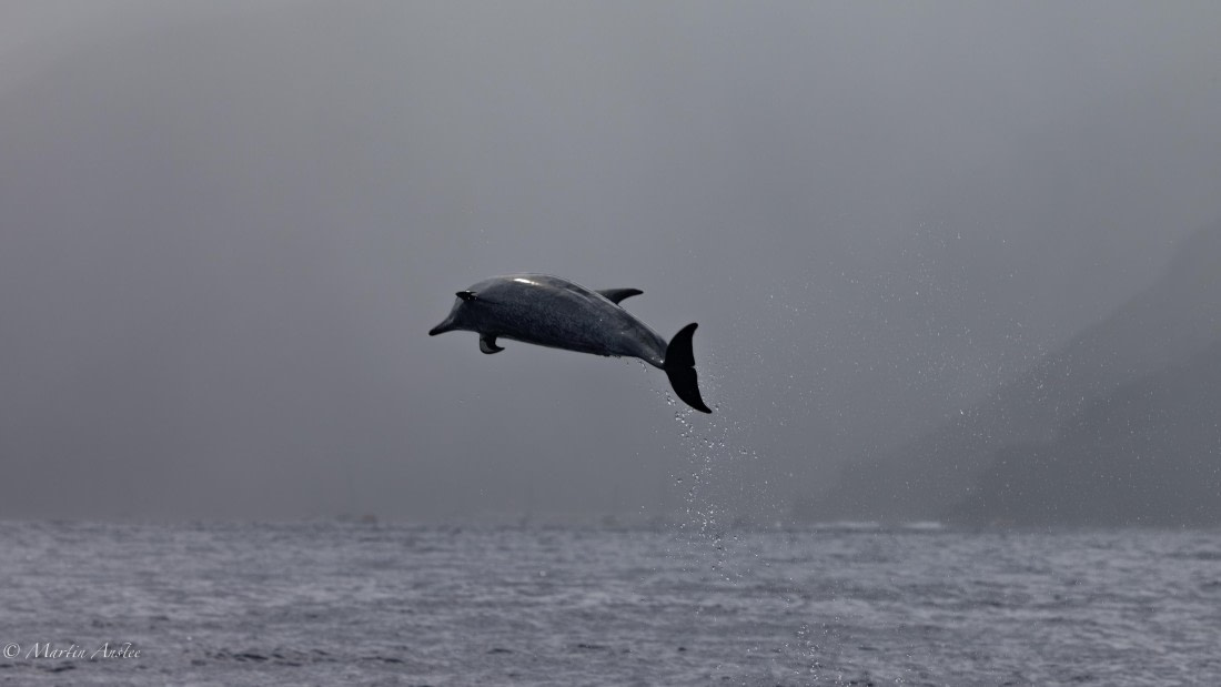 HDS31-25, Day 24, 088A0329-Enhanced-NR © Martin Anstee - Oceanwide Expeditions.jpg