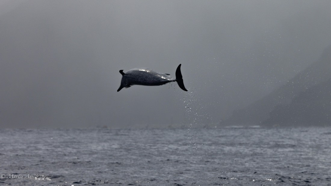 HDS31-25, Day 24, 088A0330 © Martin Anstee - Oceanwide Expeditions.jpg